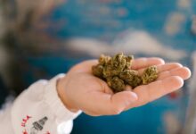 appearance of cbd cannabis