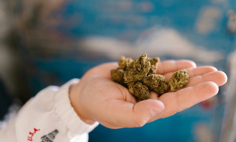appearance of cbd cannabis