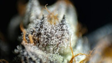 cannabis compounds thc vs cbd