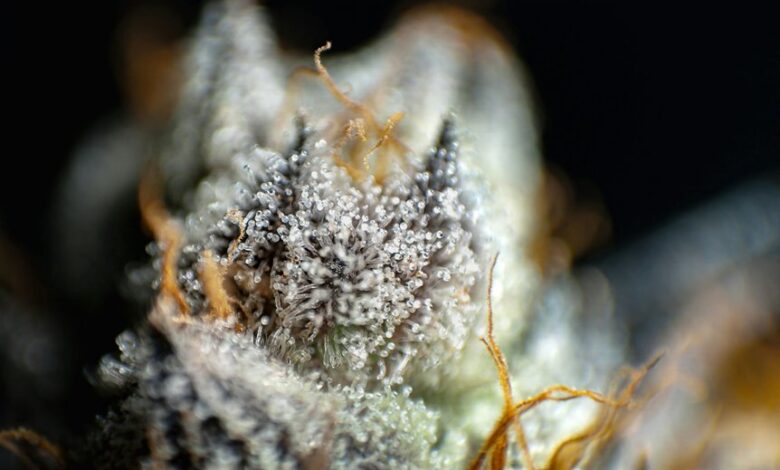 cannabis compounds thc vs cbd