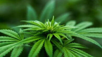 cbd effects on liver