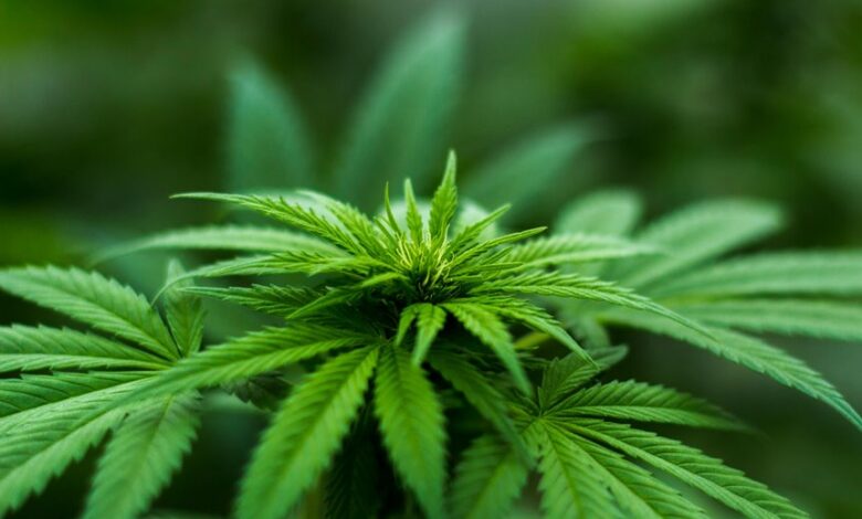 cbd effects on liver