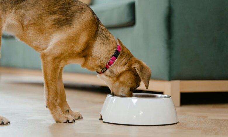 puppies and cbd treats