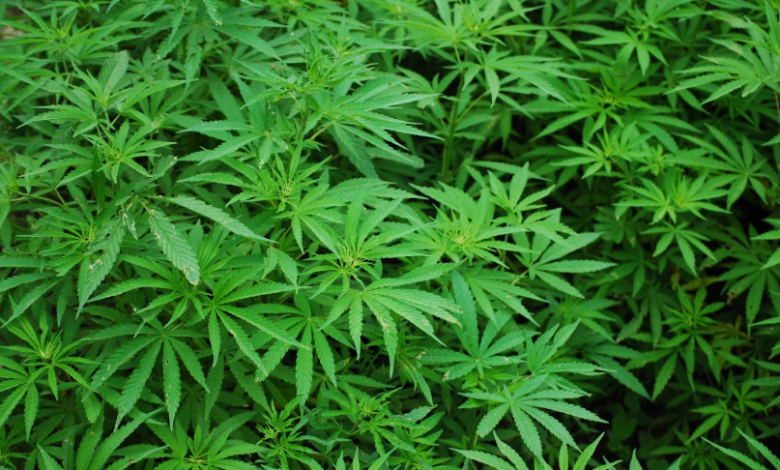 Elevating Dispensary Sales through a Cannabis Marketing Agency