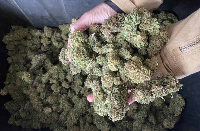 Cannabis News: Latest Industry Updates, Trends & Regulatory Insights