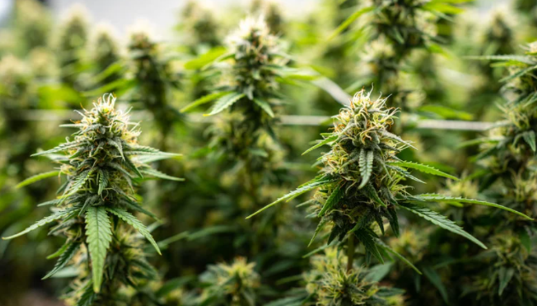 How Cannabis for Chronic Pain Reduces Flare Frequency and Intensity